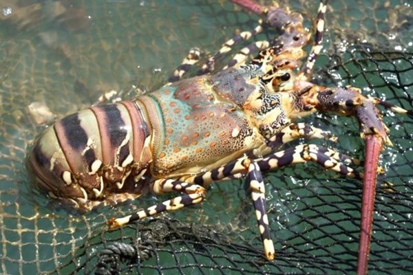 กุ้งมังกร