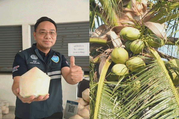 ​พาณิชย์ ช่วยชาวสวนมะพร้าวระบายผลผลิต เปิดจุดขายทั่วกทม.-ปริมณฑล ดึงห้างซื้อ