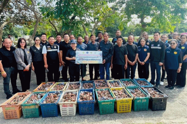 เกษตรกรเพชรบุรี เพาะเลี้ยง 'ปูทะเล'สัตว์น้ำเศรษฐกิจ เพิ่มความมั่นคงทางอาชีพ