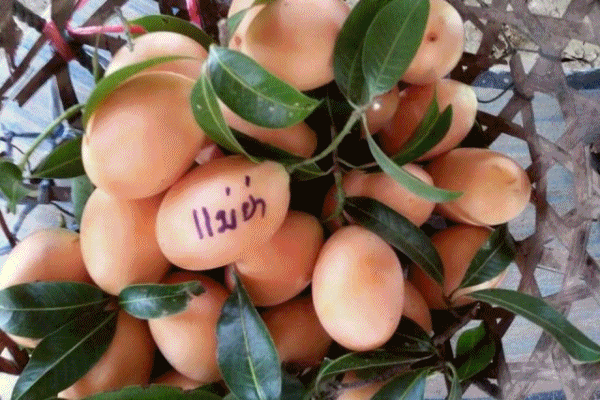 กรมทรัพย์สินทางปัญญายกระดับผลไม้ท้องถิ่น ขึ้นทะเบียน GI'มะยงชิดแม่ย่าสุโขทัย'ผลไม้เอกลักษณ์จากลุ่มน้ำยม เสริมพลังชุมชนและสร้างรายได้ให้เกษตรกรในพื้นที่จังหวัดสุโขทัย