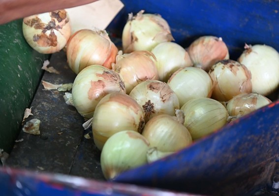 พาณิชย์ ลุยพยุงราคาหอมหัวใหญ่ช่วงพีก เร่งเข้ารับซื้อ เชื่อมโยงซื้อขาย คุมนำเข้า