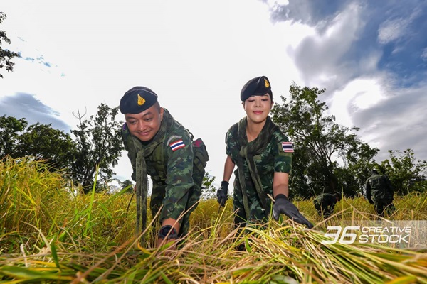 ‘กองทัพบก' ระดมกำลัง ช่วยชาวนาเกี่ยวข้าว กว่า 60 ไร่ หลังเหตุทหารกัมพูชายิงใส่บังเกอร์ไทย ชาวบ้านหวั่นไม่กล้าเข้าพื้นที่