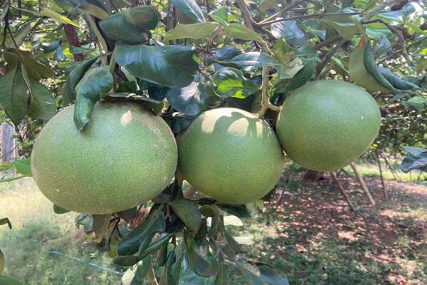 GI ส้มโอเวียงแก่น