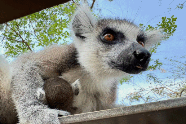 สวนสัตว์เปิดเขาเขียว เปิดตัว'ลูกลีเมอร์หางแหวน'รับตรุษจีน&ndash;วาเลนไทน์ พร้อมกิจกรรม LOVE & HENG เสริมรัก เสริมเฮง