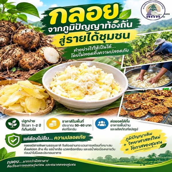 'กลอย'อาหารที่ต้องรู้วิธีทำ&hellip;ถึงจะกินได้....