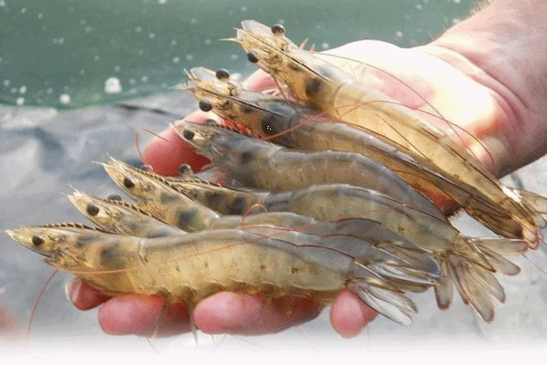 ผู้เลี้ยงกุ้งทะเล