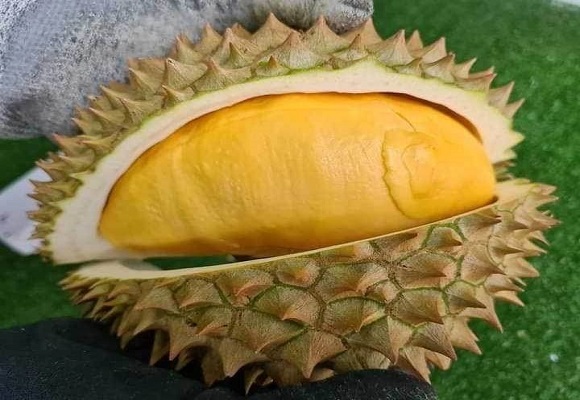 พาณิชย์ ขึ้นทะเบียน GI ใหม่ 'ทุเรียนสะเด็ดน้ำยะลา' หนุนเพิ่มมูลค่า สร้างรายได้ชุมชน