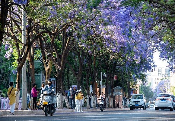 ดอกศรีตรัง บานสะพรั่งในเมืองคุนหมิง เมืองแห่งฤดูใบไม้ผลิ