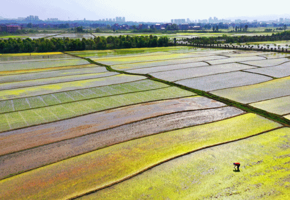 การทดน้ำเข้านาในฤดูใบไม้ผลิ รอวันเก็บเกี่ยวอุดมสมบูรณ์