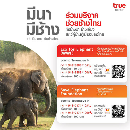 3476 True Elephant3