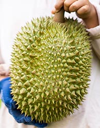 7521 KR Durian