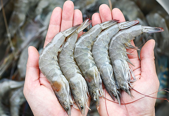ส. กุ้งไทย ชี้ผลผลิตกุ้งปี 66 ทรงตัวที่ 2.8 แสนตัน คาดปีหน้าผลผลิตเพิ่มขึ้นเล็กน้อย แนวโน้มตลาดสหรัฐฯ ดี แนะเกษตรกรลดต้นทุน-เพิ่มผลิตภาพการผลิต-ส่งเสริมตลาดภายใน