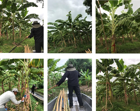 12769 คัดเลือกต้นพันธุ์กล้วย