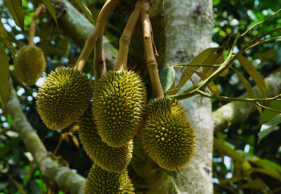 2570 KR Durian