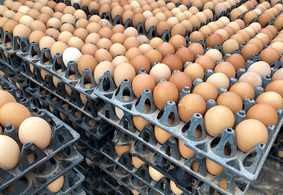 51037 ส ผู้เลี้ยงไก่ไข่ภาคกลาง02