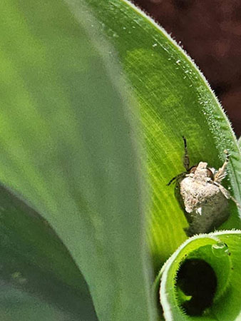 10637 Mahidol หนอนกระทู้ผัก 1