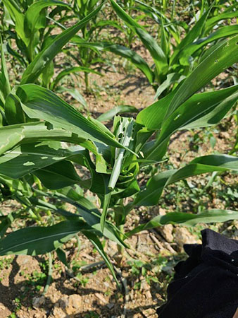 10637 Mahidol หนอนกระทู้ผัก 2