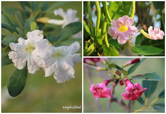 3180 ชมพูพันธุ์ทิพย์