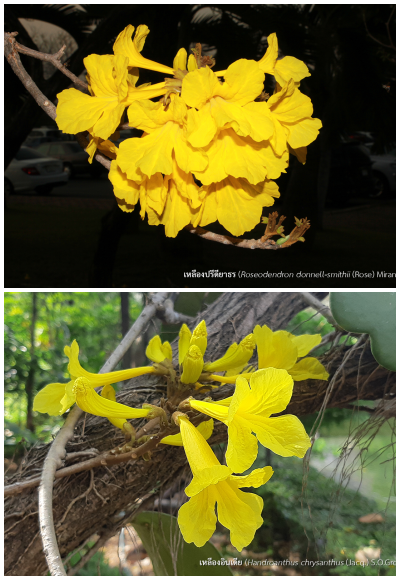 3180 เหลืองปรีดียาธร เหลืองอินเดีย