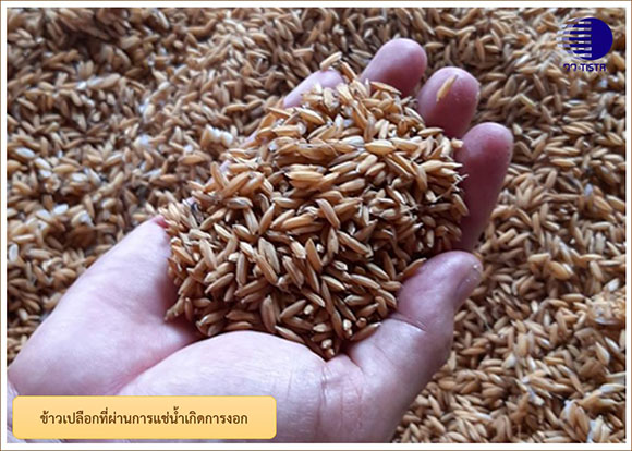 3684 วว ข้าวเปลือกที่ผ่านการแช่น้ำเกิดการงอก