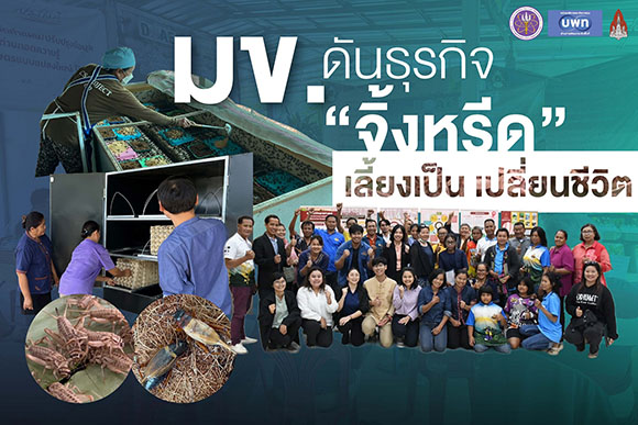 มข. ดันธุรกิจ ‘จิ้งหรีด’ เลี้ยงเป็น เปลี่ยนชีวิต