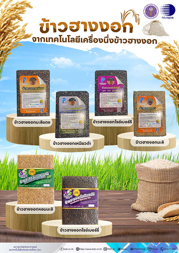 4586 วว ข้าวฮางงอก