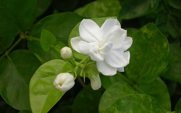 5063 วว Jasminum Sambac