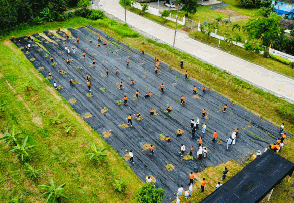 9187 Supalai สวนผักสร้างดี 2