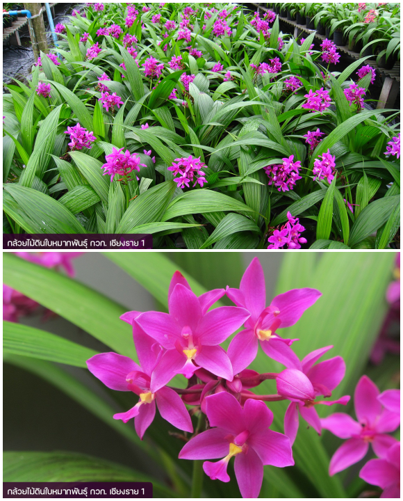 10279 DOA กล้วยไม้ดิน กวก เชียงราย1