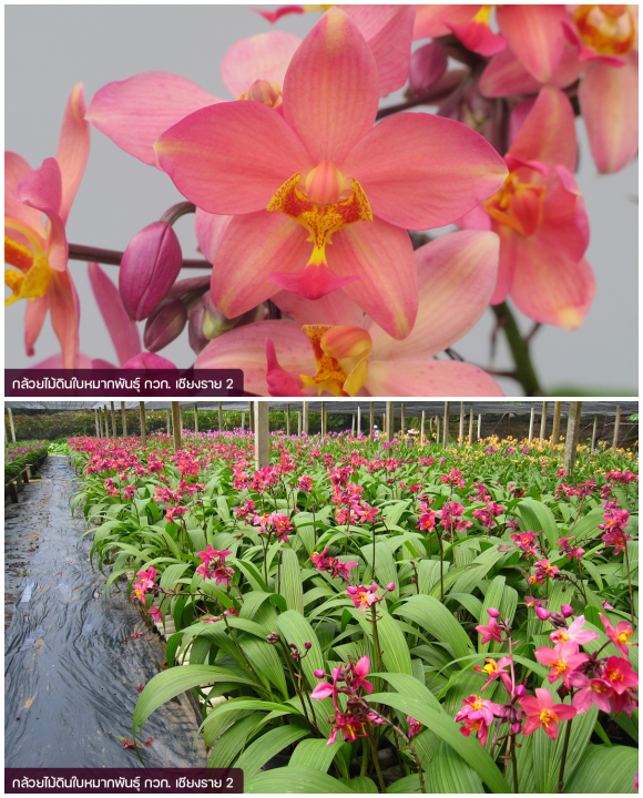 10279 DOA กล้วยไม้ดิน กวก เชียงราย2