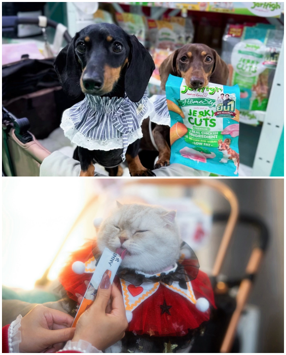 11044 Jerhigh Jinny 5