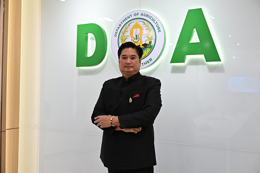 กรมวิชาการเกษตร แจ้งเกิด ชาพันธุ์ใหม่ ‘กวก.เชียงใหม่ 1’ ผลผลิตสูง ใบบาง กลิ่นหอม รสชาติกลมกล่อม